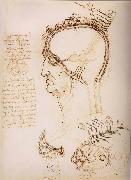 LEONARDO da Vinci, Anatomical study of the brain and the scalp